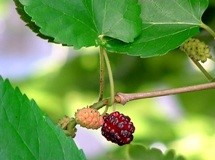 DUD CRNI LIST-MORUS NIGRAE FOLIUM